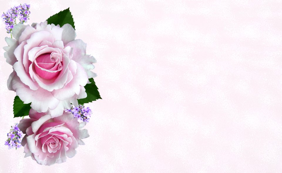 Flower Rose Family Pink Rose