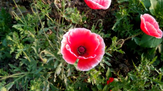 Flower Plant Wildflower Poppy
