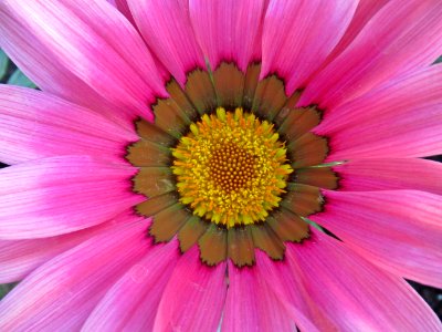 Flower Flora Petal Close Up photo