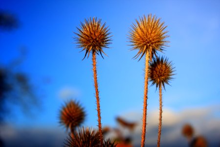 Sky Flower Close Up Branch