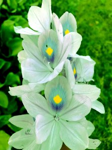 Flower Plant Flora Flowering Plant