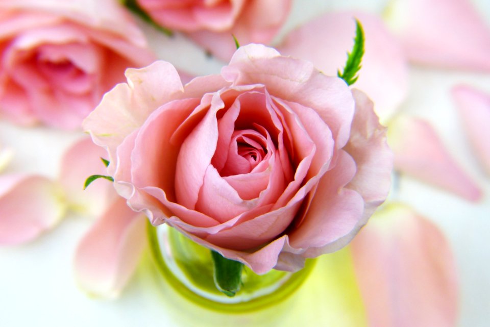 Flower Rose Pink Rose Family
