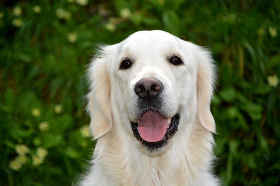Dog Dog Breed Dog Like Mammal Golden Retriever