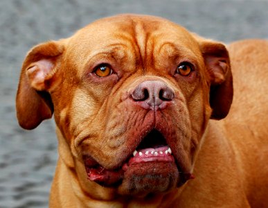 Dog Dog Like Mammal Dog Breed Dogue De Bordeaux photo