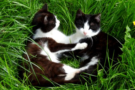 Cat Fauna Small To Medium Sized Cats Grass photo