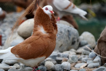 Fauna Bird Beak Pigeons And Doves photo