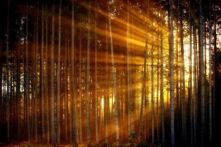 Nature Forest Light Sunlight photo