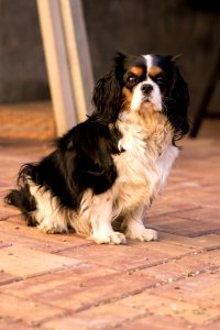 Dog Dog Like Mammal Dog Breed King Charles Spaniel