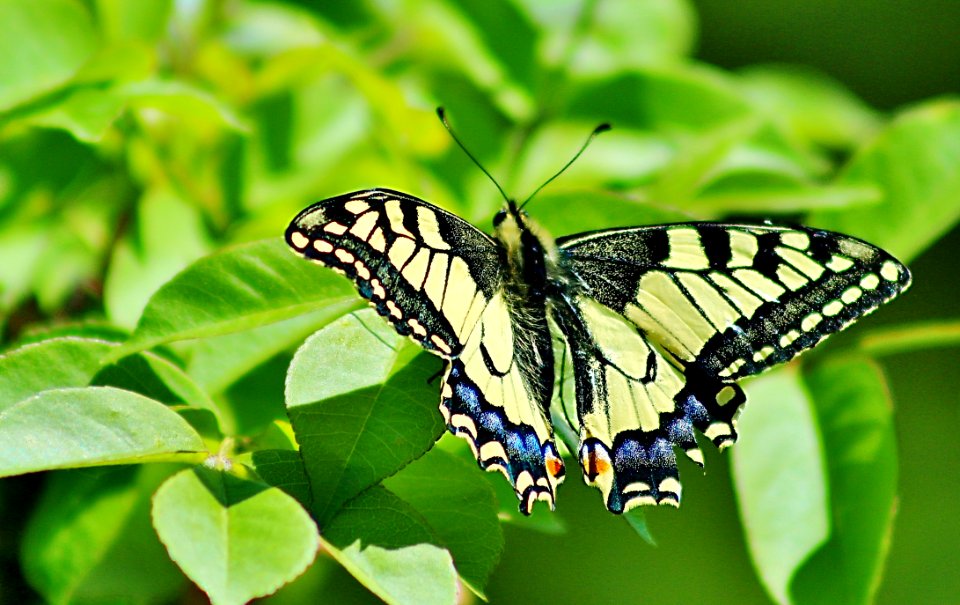 Butterfly Insect Moths And Butterflies Brush Footed Butterfly
