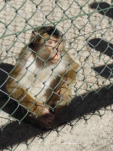 Macaca nemestria pack animals sitting by fence