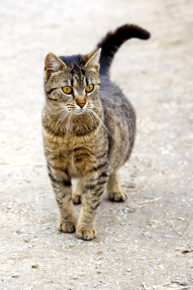 Cat Fauna Mammal Dragon Li