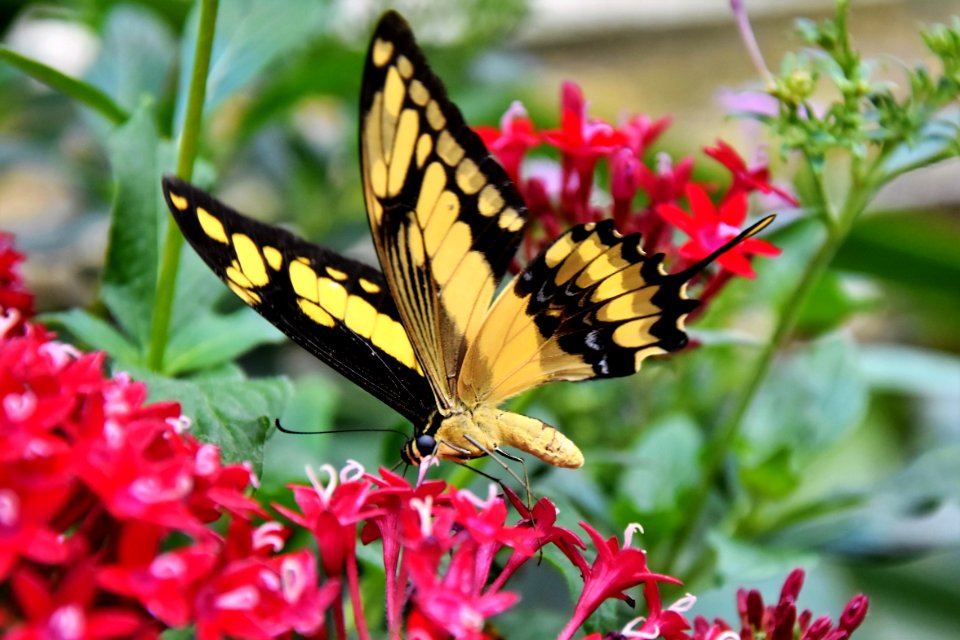 Butterfly Moths And Butterflies Insect Brush Footed Butterfly photo