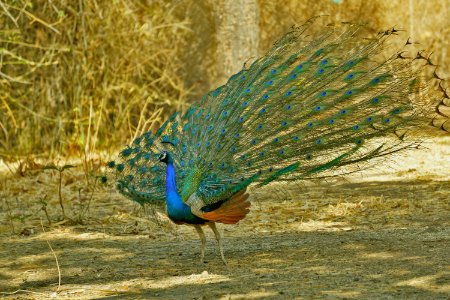 Peafowl Fauna Beak Bird photo