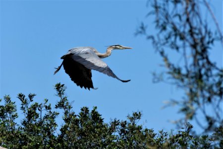 Bird Beak Fauna Sky