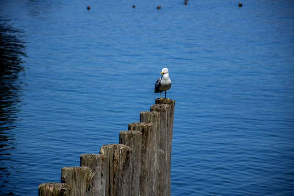 Bird Sea Water Sky - Free photos on creazilla.com