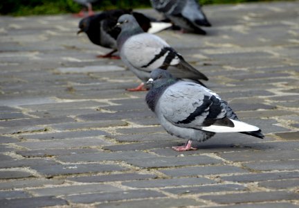 Bird Pigeons And Doves Fauna Beak photo