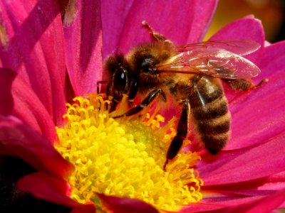 Honey Bee Bee Insect Nectar