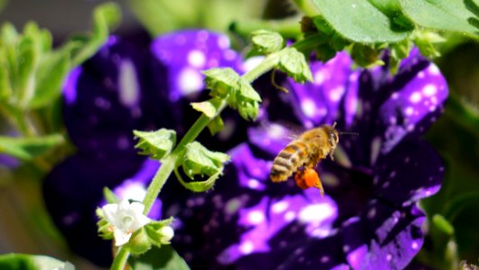 Bee Honey Bee Flora Membrane Winged Insect photo