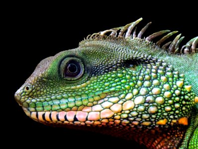 Reptile Scaled Reptile Fauna Iguana photo