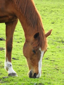 Horse Grazing Pasture Mane photo