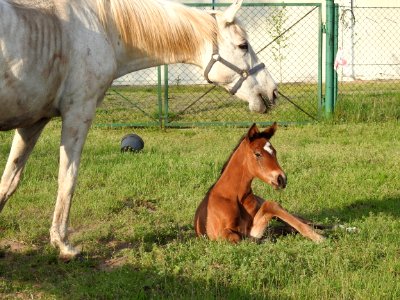 Horse Pasture Ecosystem Horse Like Mammal photo