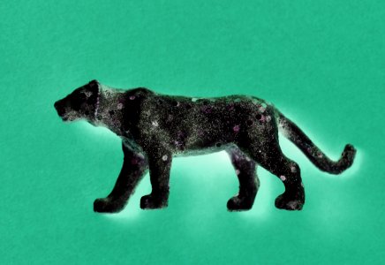 Aerial Animal Background