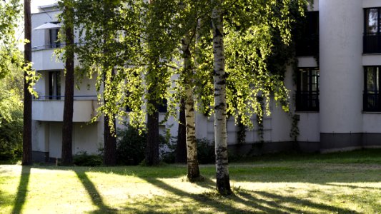 Birch Trees Beside The White Building photo