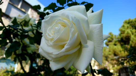 White Tose