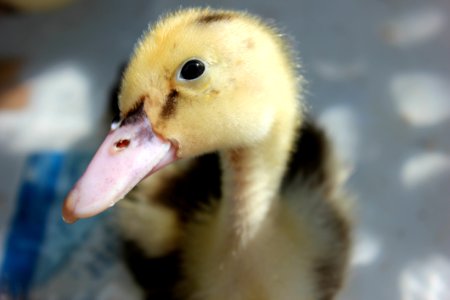 Close Up Photography Of Yellow And Black Duckling photo