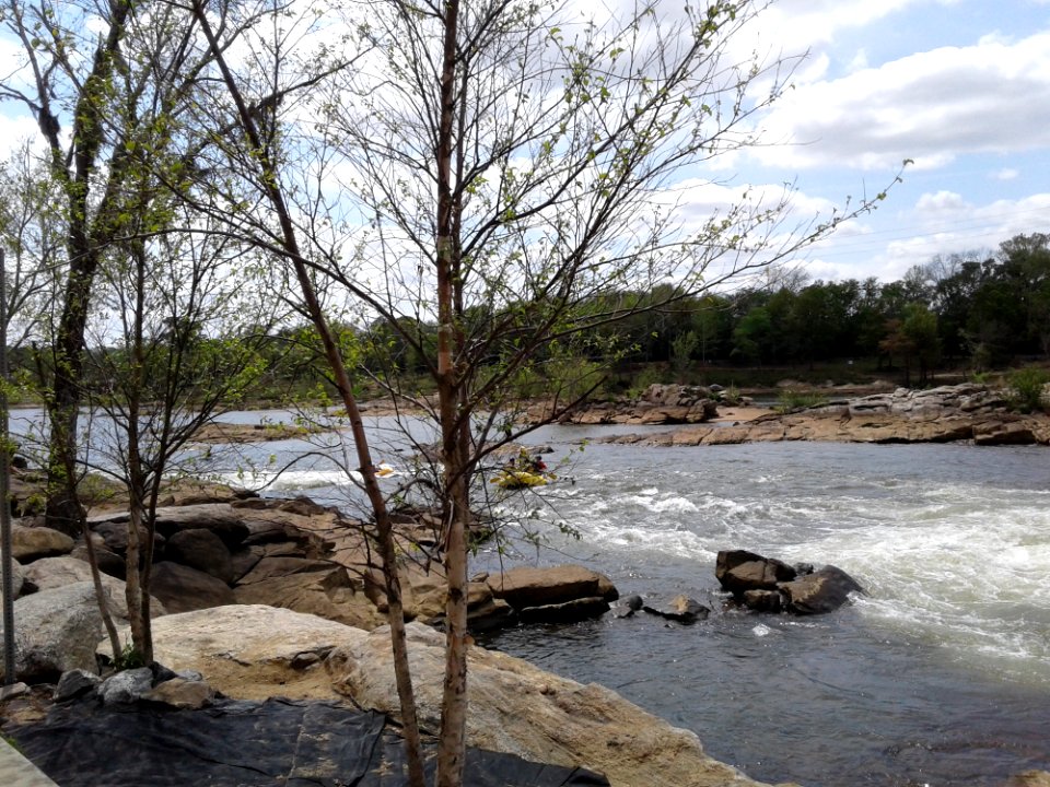 Trees Near Body Of Water