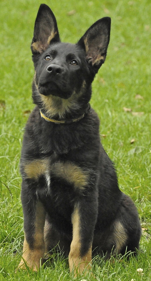 Puppy black grass