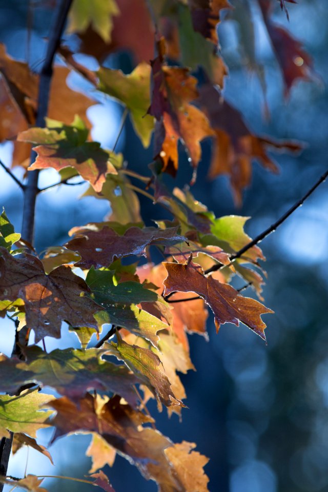 Brown And Green Maple Tree Leaves