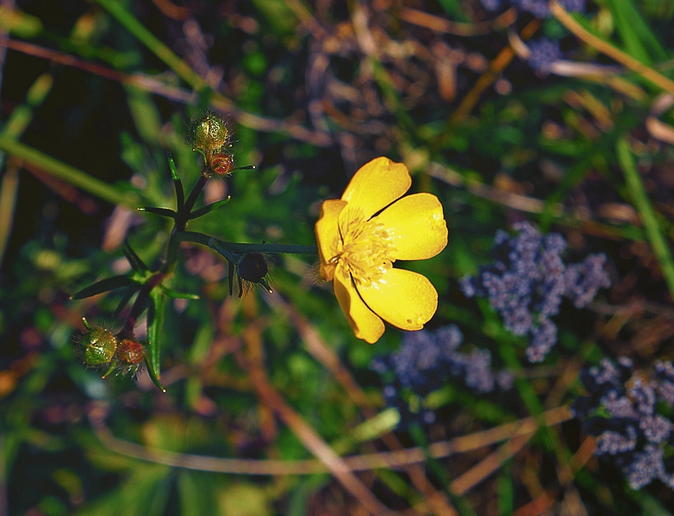 Blooming meadow plant closeup