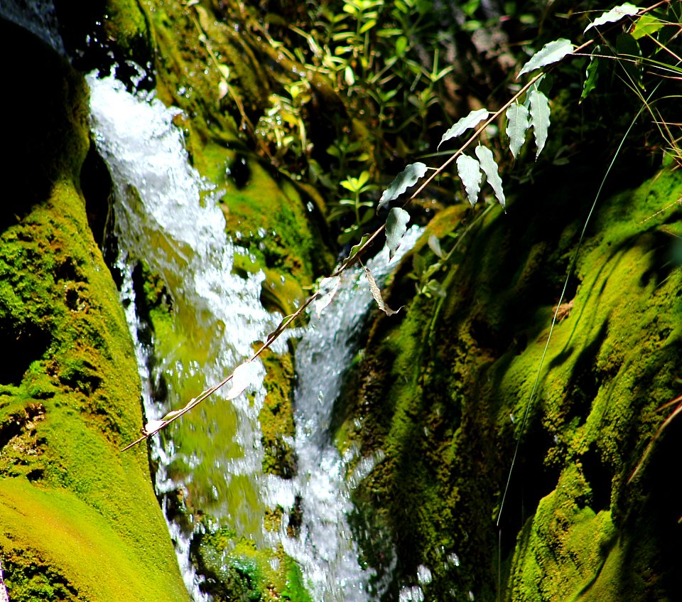 Water Flowing Surrounded With Plants