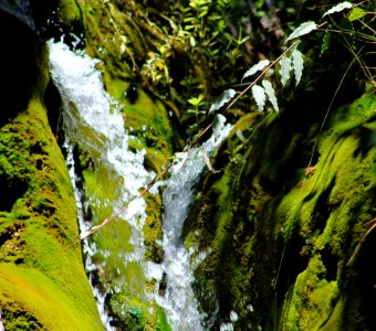 Water Flowing Surrounded With Plants