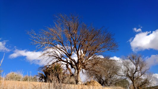 Brown Tree Under Blue Sky photo