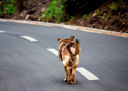 Photo Of Adult Brown And Tan German Shepherd Walking On Roadway photo