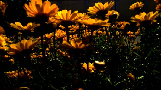 Low Angle Photography Of Sunflower Field photo