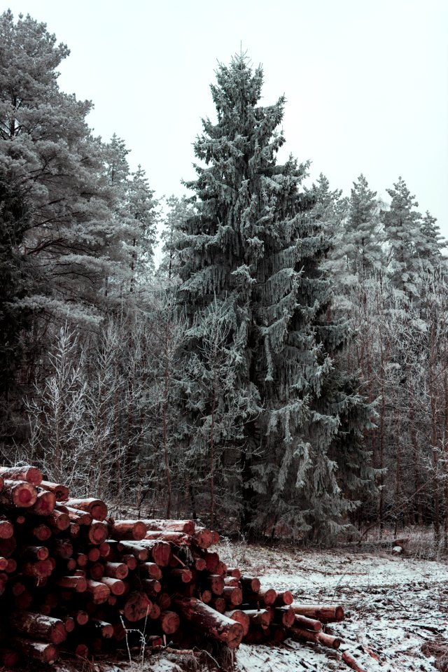 Green Trees Near Pile Of Firewoods