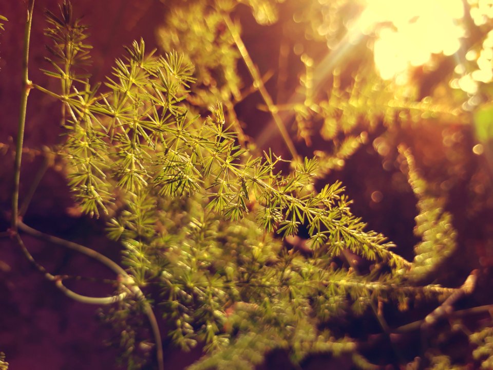 Selective-focus Photography Of Green Leaf Plant