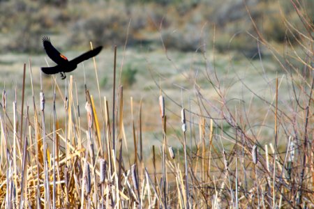 Black Bird On Brown Grass photo