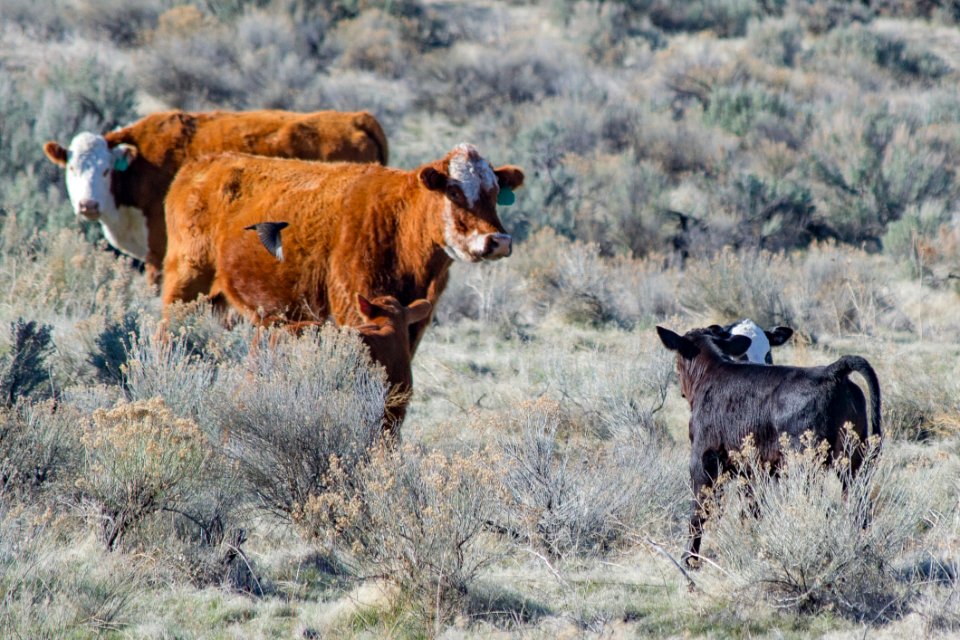 Brown And White Cattle