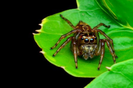 Brown Jumping Spider On Green Leaf Plant photo