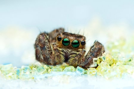 Brown Jumping Spider In Macro Photography