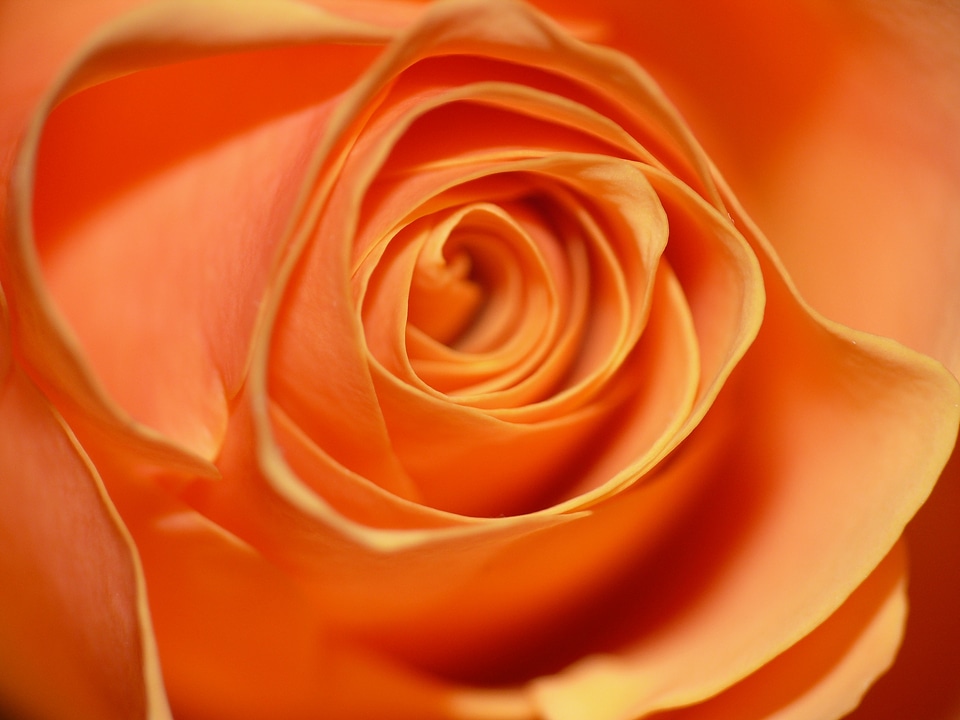 Blossom bloom orange