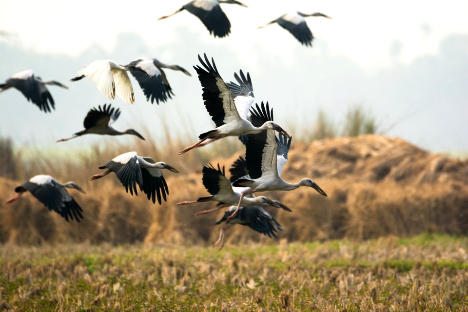 White And Black Birds
