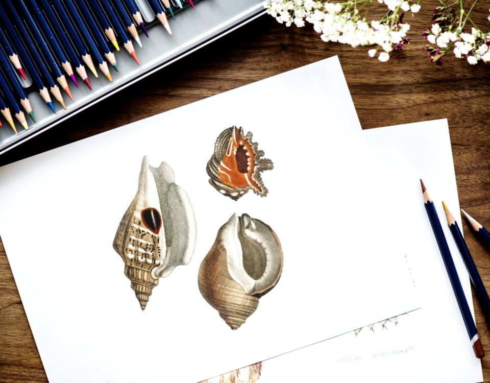 Brown And Red Conch Shell Drawing On White Paper Beside Three Pencils