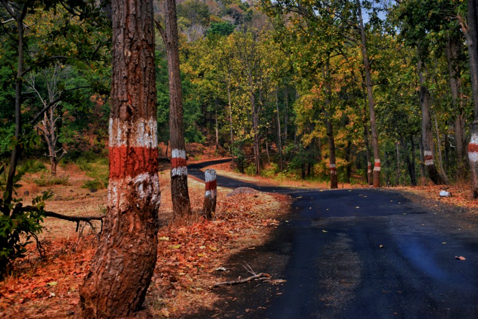 Asphalt Autumn Daytime