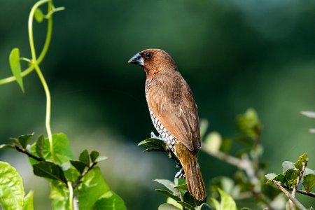 Closeup Photography Of Brown And Grey Bird Perched On Leaf Plant