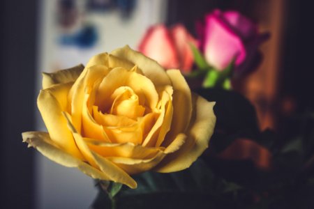 Yellow Rose Flower photo